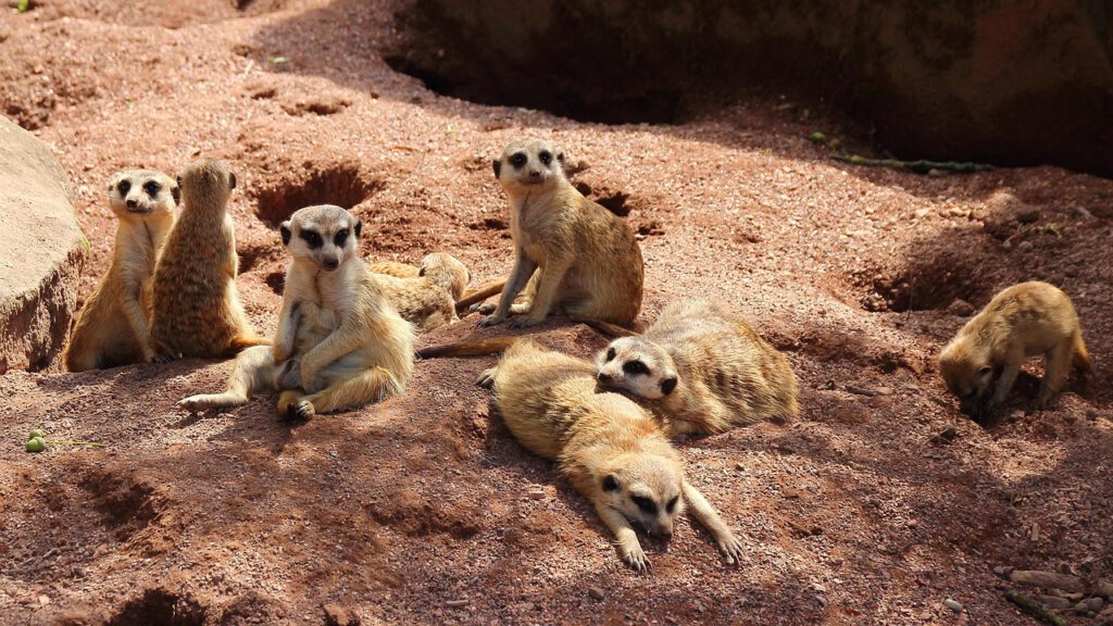 meerkat, nature, family, animals, cute, group picture, fur, furry, mammal, rodent-408646.jpg