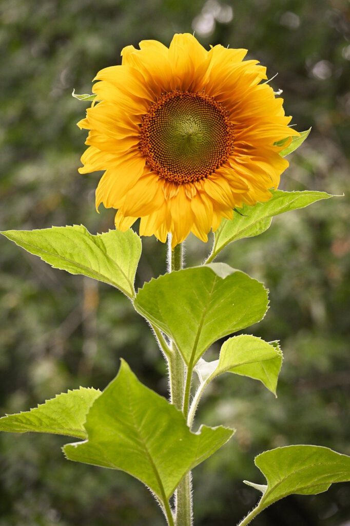 sunflower, flower background, flower wallpaper, flower, flora, blossom, bloom, petals, plant, beautiful flowers, yellow, close up, pollen, botany, summer, garden, nature-9701711.jpg