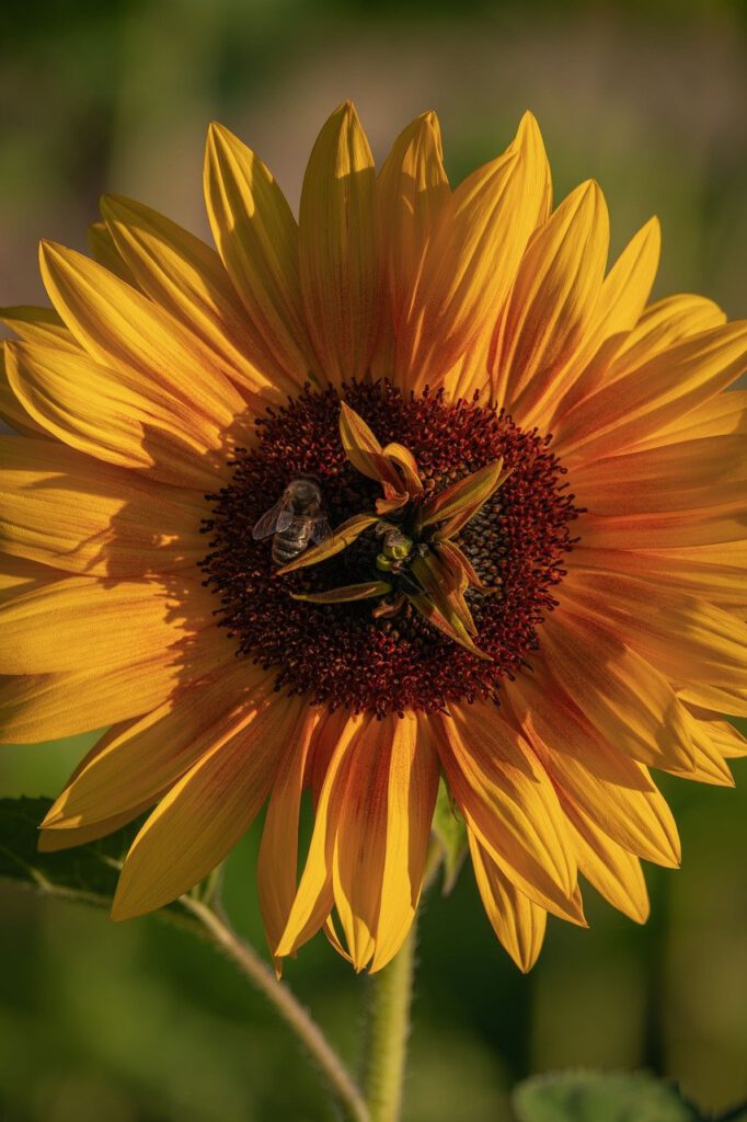 sunflower, flower, bloom, flora, yellow, petals, bee, pollination, plant, closeup, summer, nature, garden, vibrant, outdoors, wildlife, botanical, sunlight, macro, natural-9689767.jpg